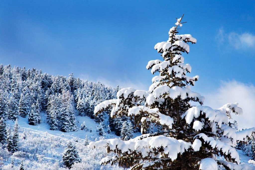 Deer Valley 2 Snow-Covered Trees on a Sunny Day, Deer Valley Utah