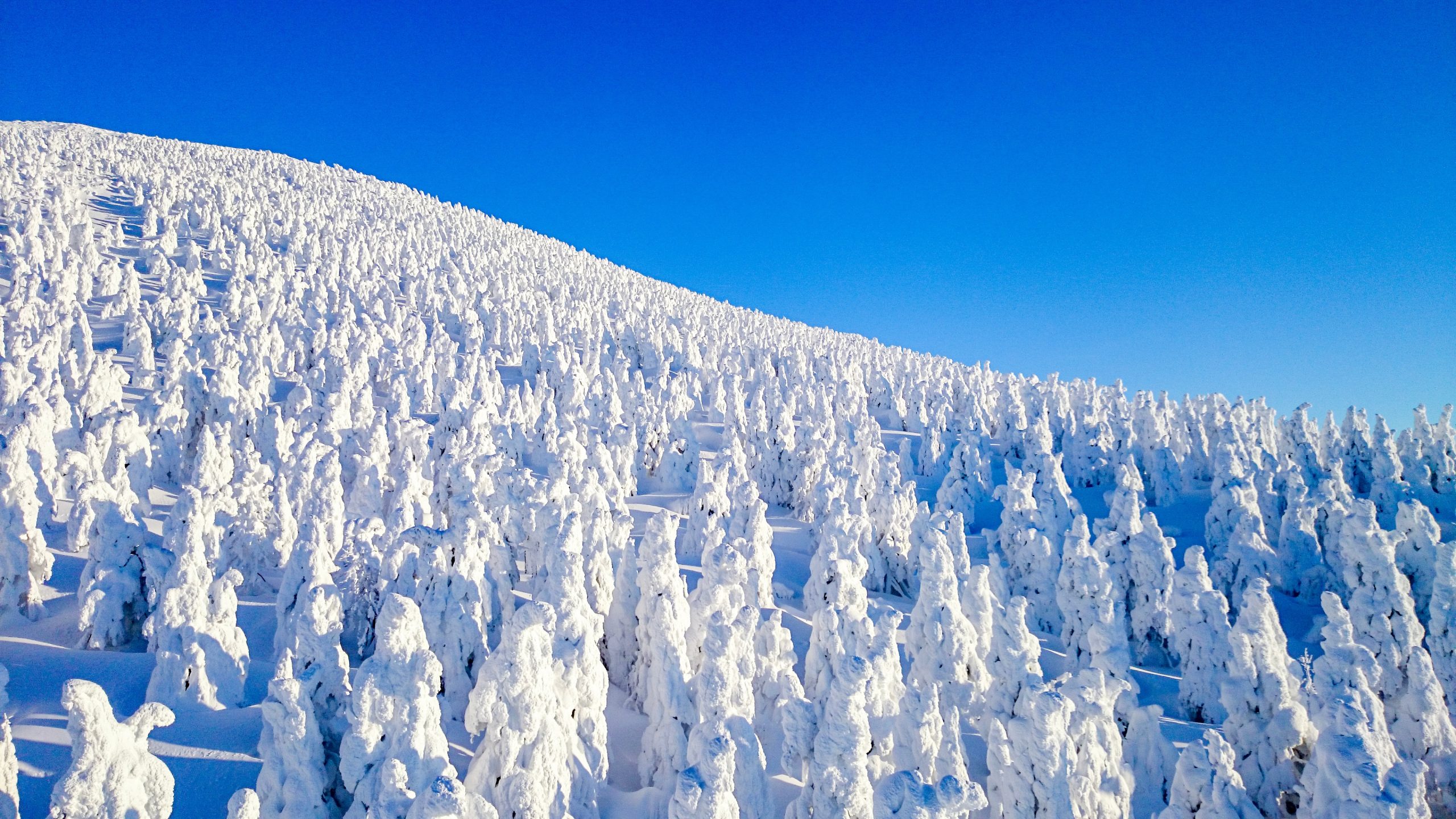 Snow Monsters in Zao Onsen. Photo from Shutterstock.