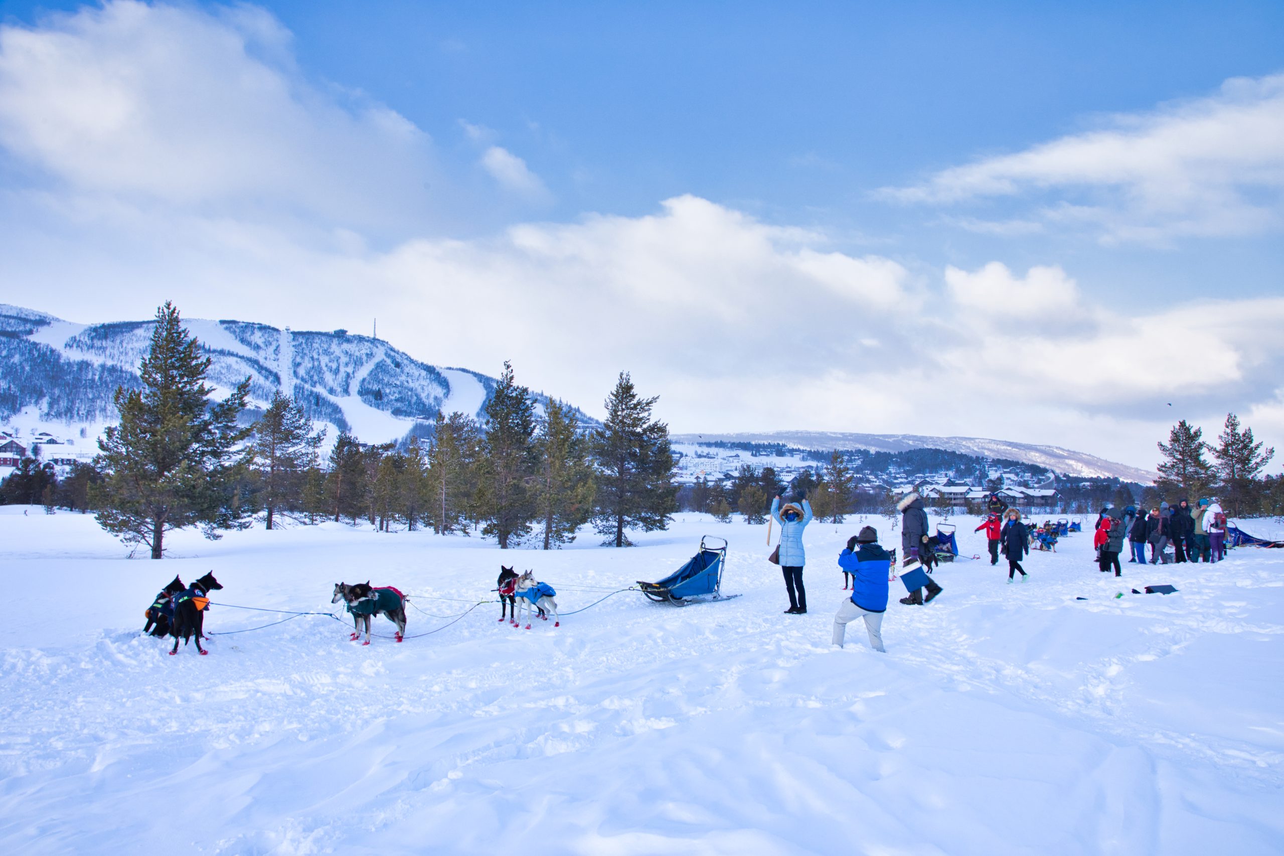 Snow sled dogs at Geilo, Norway. © Myomyouba | Dreamstime.com